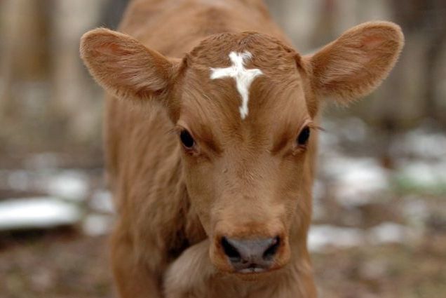 Jesus Cow